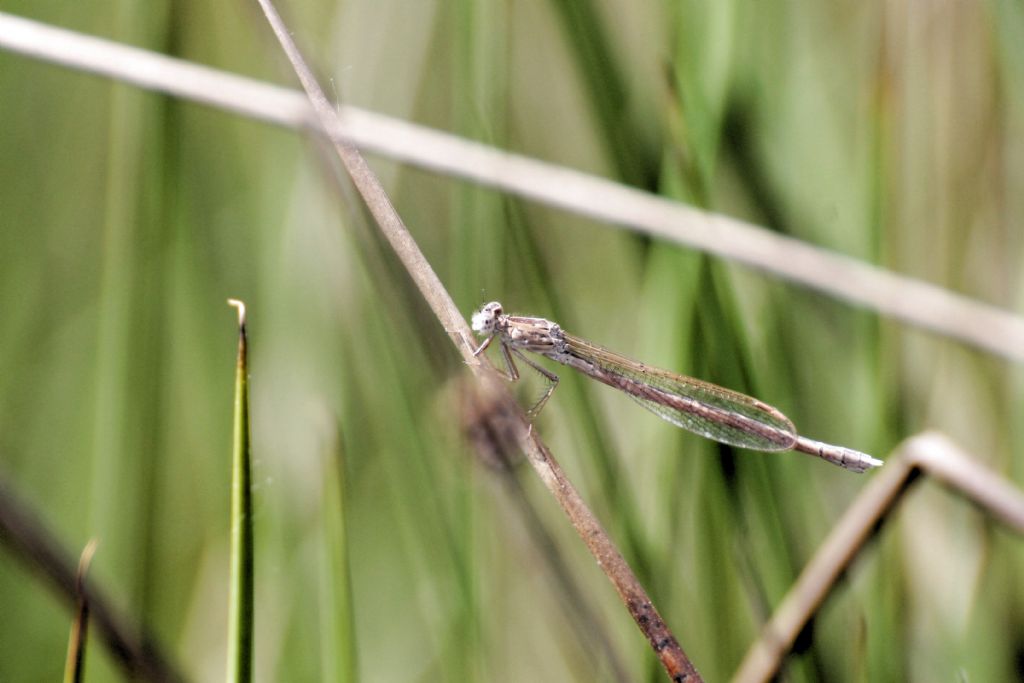 Sympecma paedisca femmina? S !